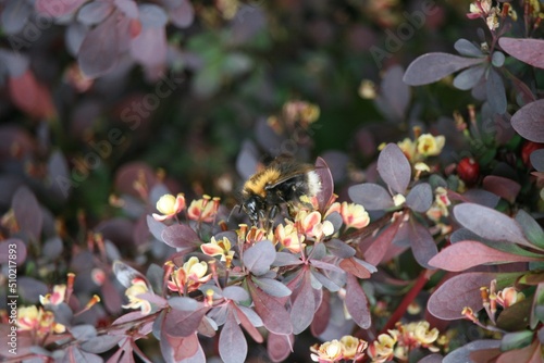 Bubblebee interacting with a plant photo