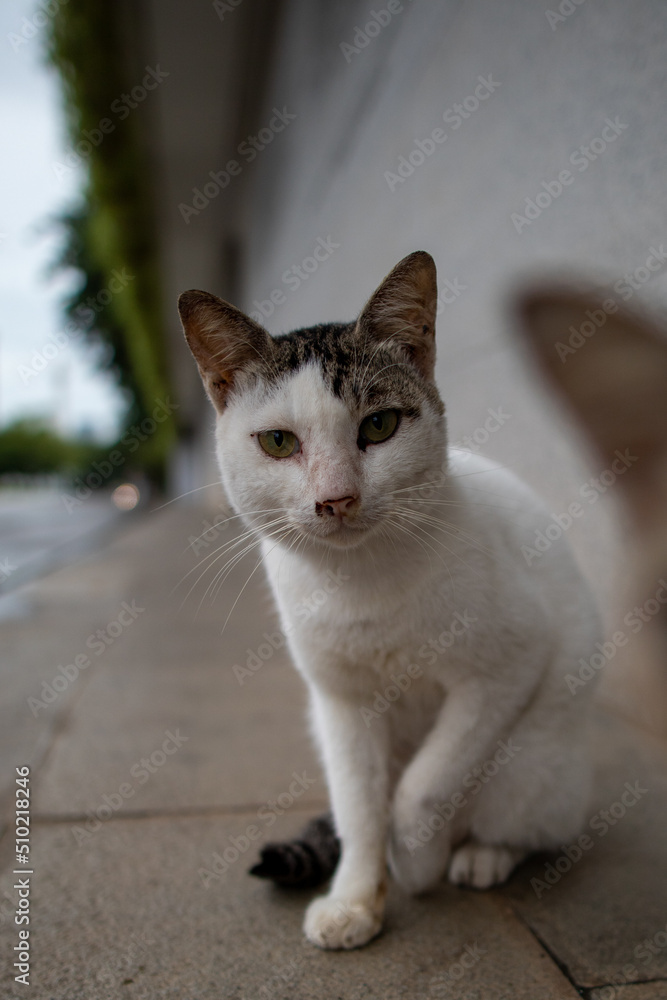 stray cat photobombed