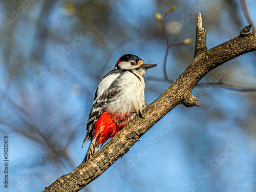 Woodpecker on a dry branch on a sunny spring day