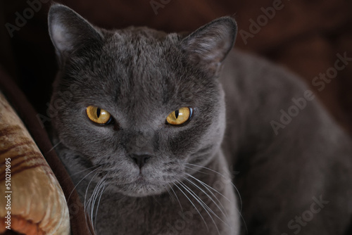 A gray Shorthair cat with yellow eyes looking at the camera.