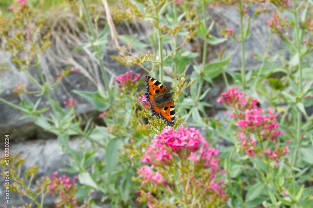 Small tortoiseshell butterfly (Aglais urticae) sitting on a pink flower in Zurich, Switzerland Small tortoiseshell butterfly (Aglais urticae) sitting on a pink flower in Zurich, Switzerland