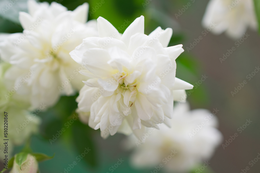 Beautiful miniature roses green ice photographed outdoors Beautiful miniature roses green ice photographed outdoors