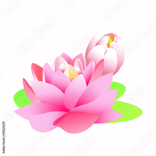 vector illustration of pink lotus flower