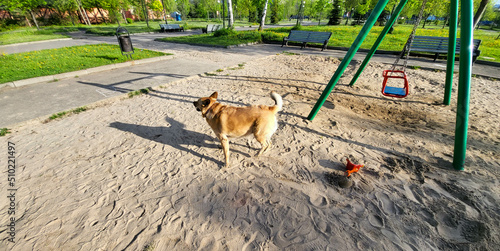 A red-haired adult dog walks alone on the playground