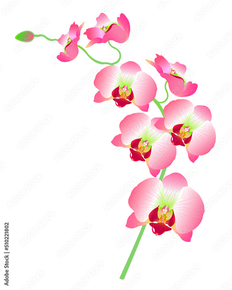 vector illustration of pink orchid flowers isolated on white vector illustration of pink orchid flowers isolated on white