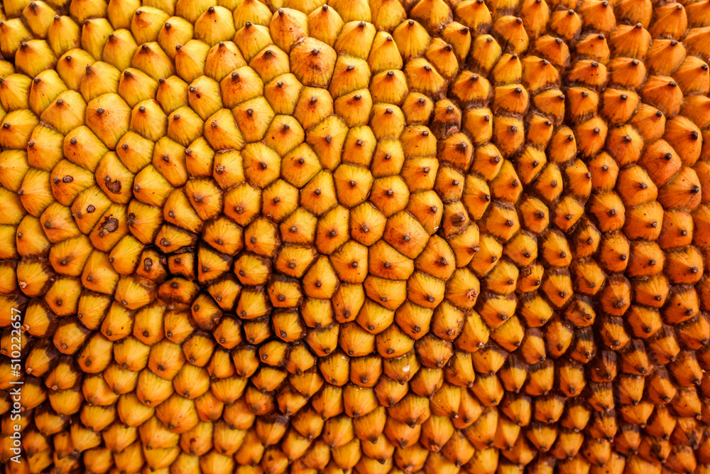 Abstract Close up Ripe Jackfruit Skin Surface Background. Abstract Close up Ripe Jackfruit Skin Surface Background.