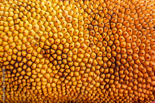 Abstract Close up Ripe Jackfruit Skin Surface Background.