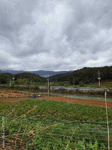 field in korea