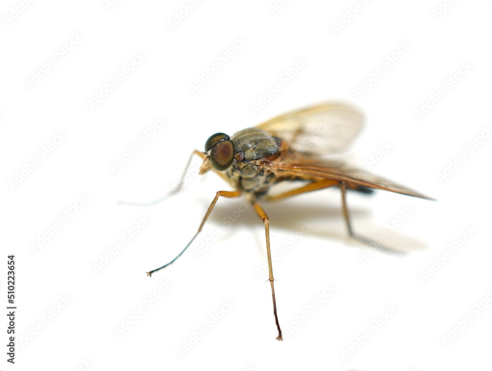 Rhagio tringarius Marsh snipe fly isolated on white background Rhagio tringarius Marsh snipe fly isolated on white background