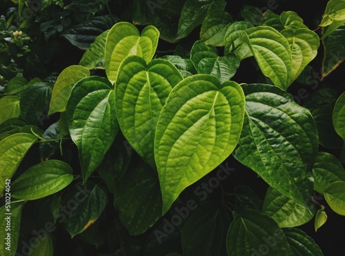 Betel leaves or paan leaves plant commonly used in India. Commonly used in religious and ayurvedic medicine.