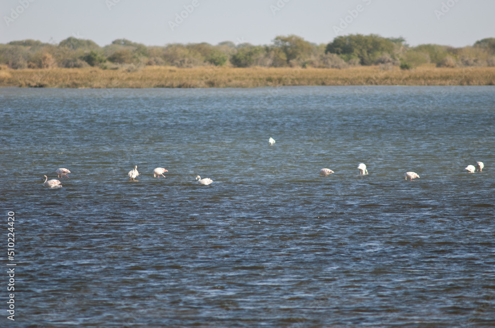 Greater flamingos Phoenicopterus roseus in a lagoon. Oiseaux du Djoudj National Park. Saint-Louis. Senegal.