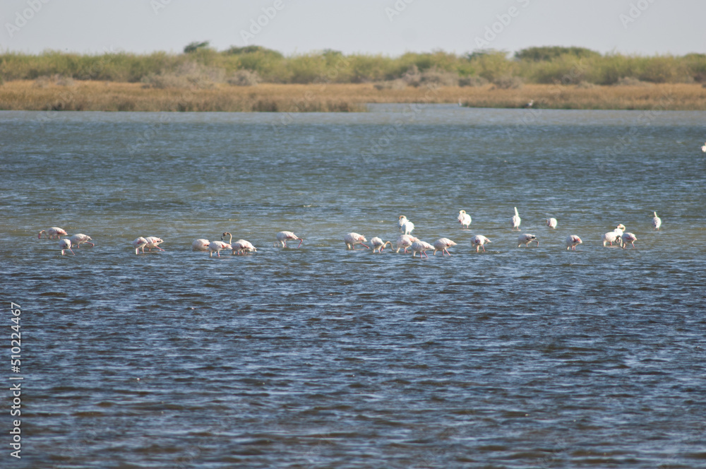 Greater flamingos Phoenicopterus roseus in a lagoon. Oiseaux du Djoudj National Park. Saint-Louis. Senegal.