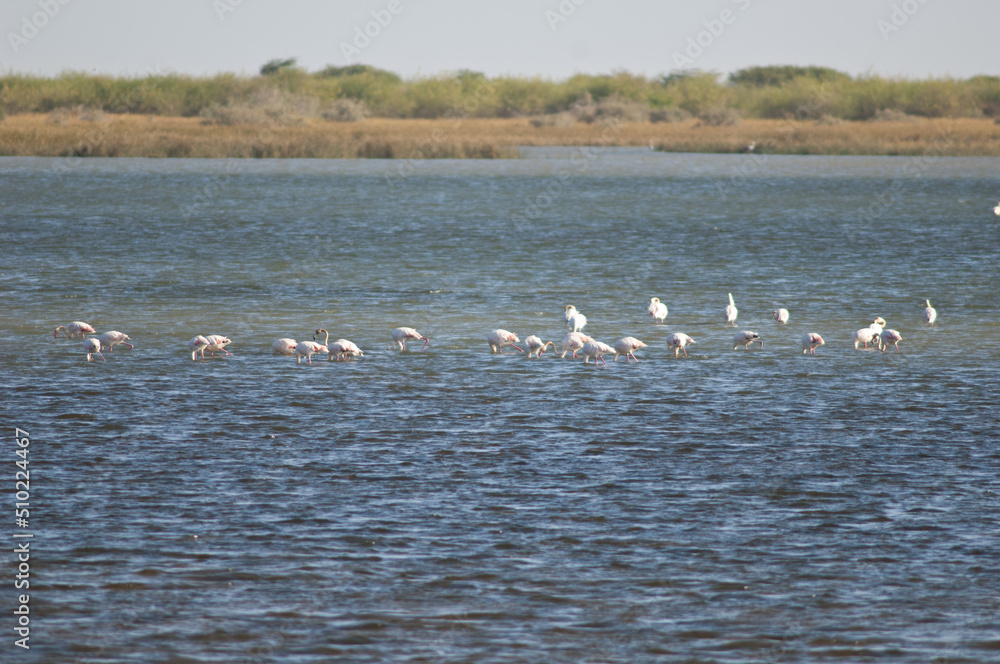 Greater flamingos Phoenicopterus roseus in a lagoon. Oiseaux du Djoudj National Park. Saint-Louis. Senegal. Greater flamingos Phoenicopterus roseus in a lagoon. Oiseaux du Djoudj National Park. Saint-Louis. Senegal.