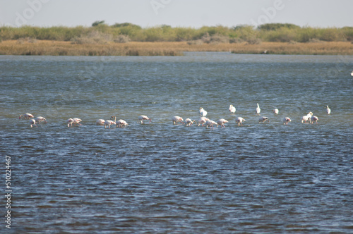 Greater flamingos Phoenicopterus roseus in a lagoon. Oiseaux du Djoudj National Park. Saint-Louis. Senegal. © Víctor