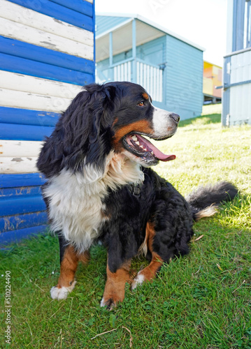 Bernese Mountain Dog in front of beach huts, Whitstable  photo