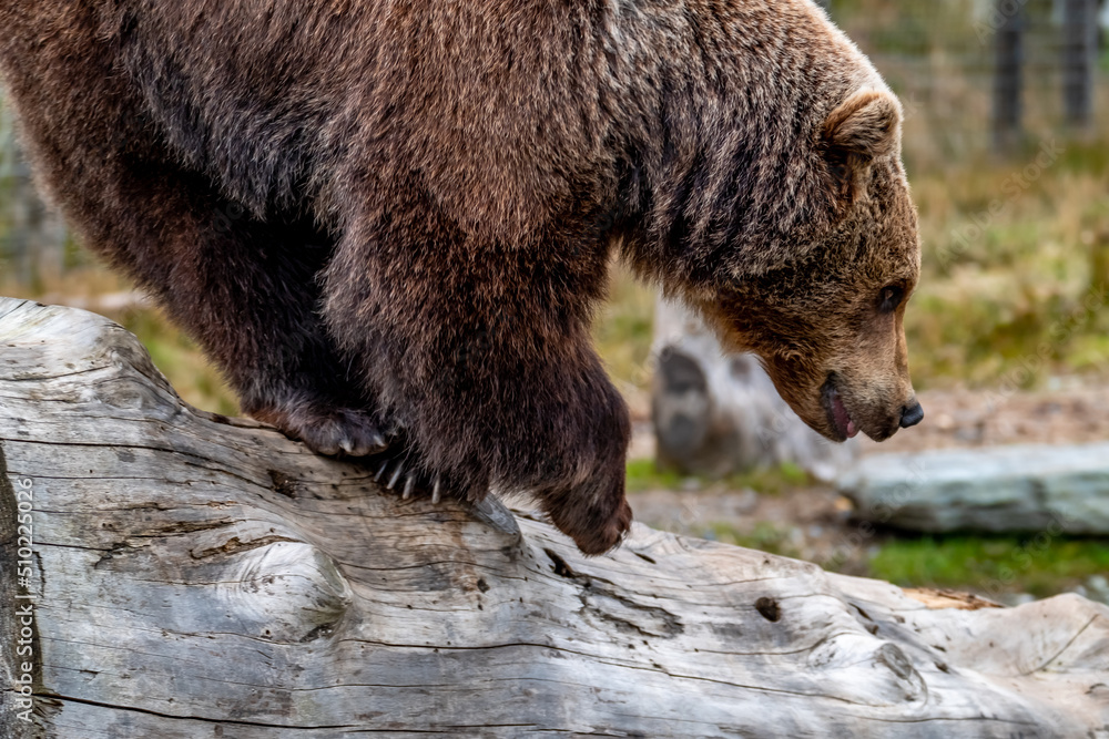 Obraz premium Close up big brown bear in spring forest