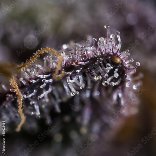 Cannabis bud ultra close up ultra zoom macro. Trichomes and pistils orange and yellow. photo