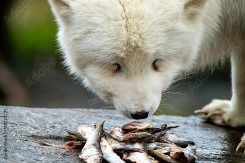 White arctic fox eating fish from a stone photo