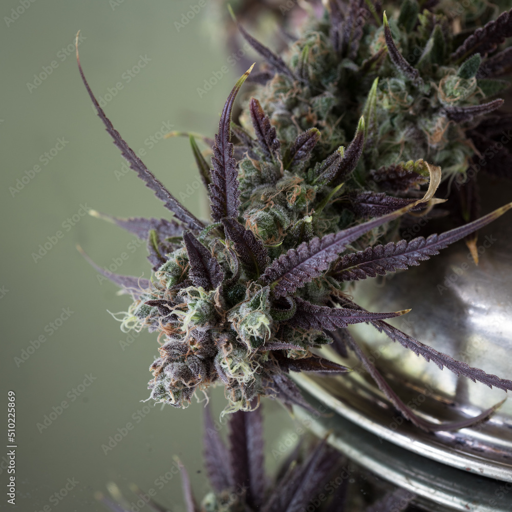 Cannabis plant with purple leaves. Marijuana laves, buds and flowers. Cannabis plant with purple leaves. Marijuana laves, buds and flowers.