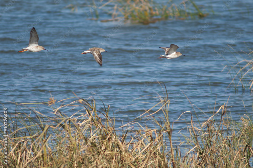Ruffs Calidris pugnax in flight. Oiseaux du Djoudj National Park. Saint-Louis. Senegal. Ruffs Calidris pugnax in flight. Oiseaux du Djoudj National Park. Saint-Louis. Senegal.