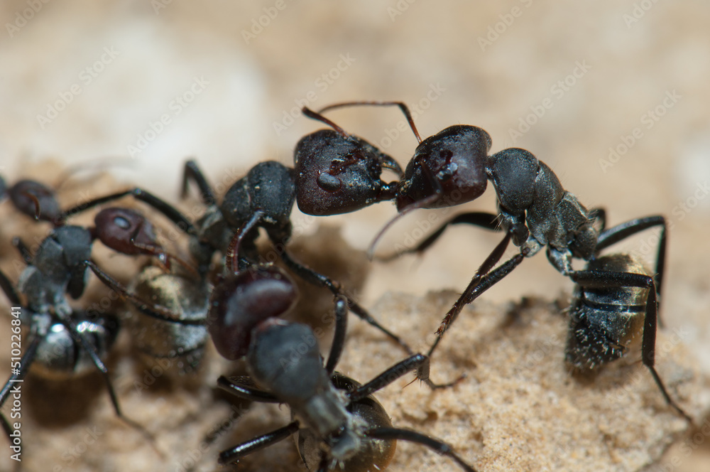 Golden backed ants Camponotus sericeus. Oiseaux du Djoudj National Park. Saint-Louis. Senegal.