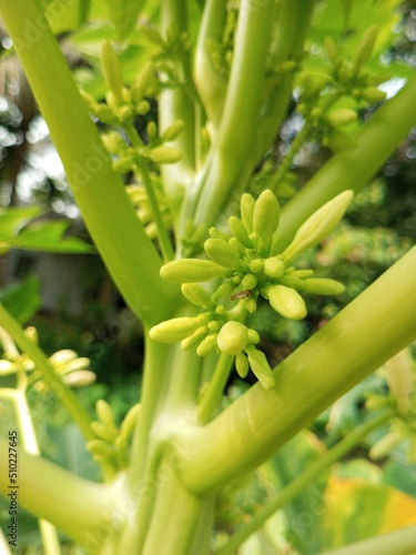 Papaya tree with many white flowers blooming