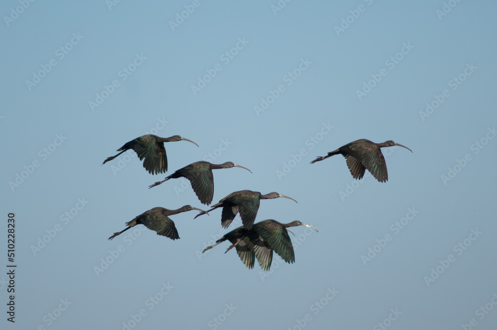 Obraz premium Glossy ibises Plegadis falcinellus in flight. Oiseaux du Djoudj National Park. Saint-Louis. Senegal.