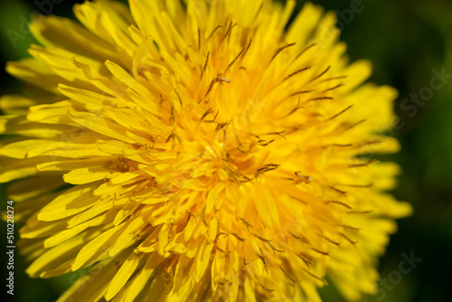 Yellow dandelion flower  petals close-up