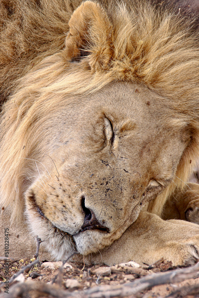 Naklejka premium Male Lion in the Kgalagadi