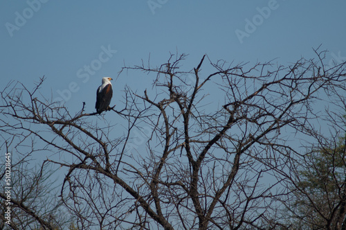 African fish eagle Haliaeetus vocifer. Oiseaux du Djoudj National Park. Saint-Louis. Senegal.