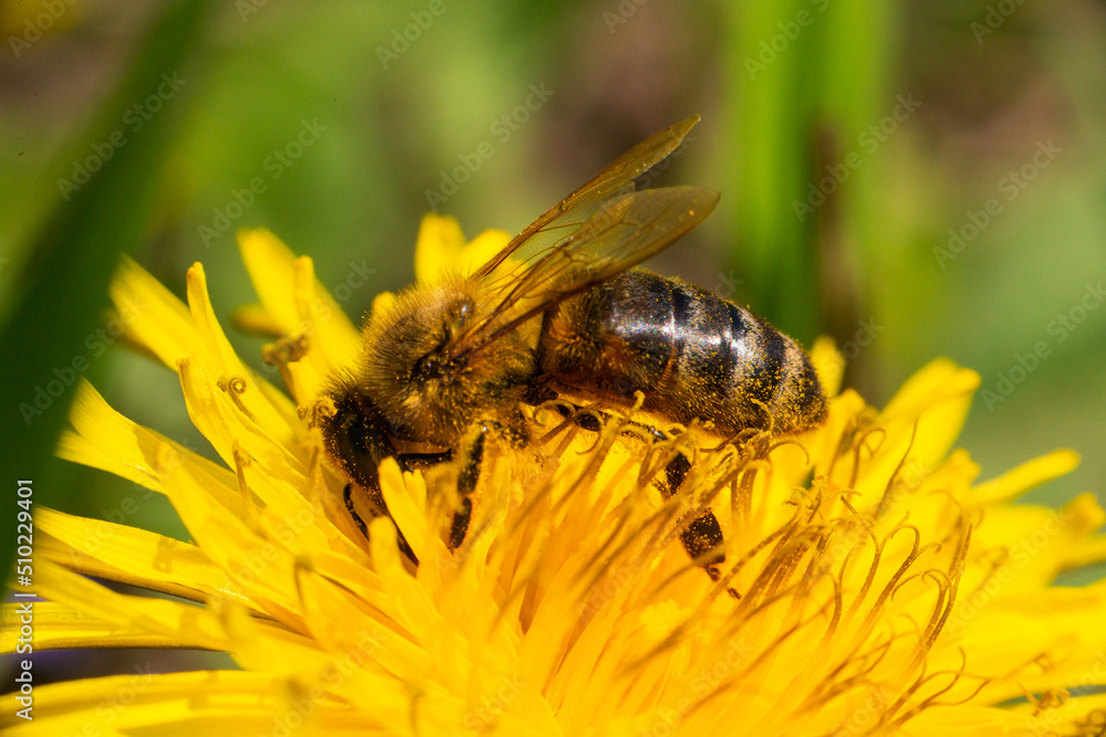 Close-up of a honey bee taking nectar on a spring yellow dandelion flower Close-up of a honey bee taking nectar on a spring yellow dandelion flower