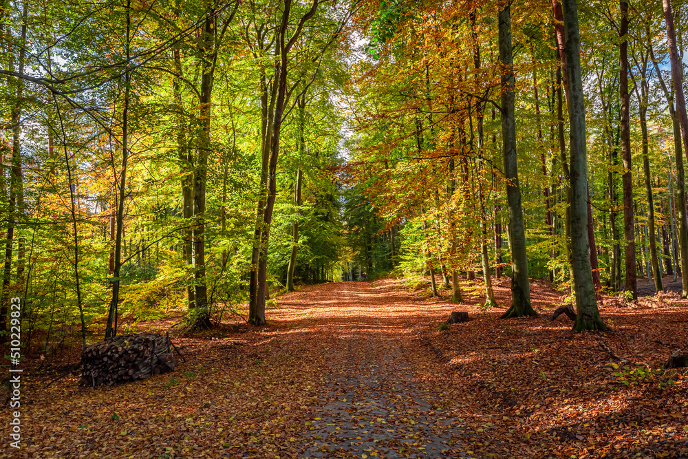 Obraz premium Path in forest at autumn. Wildlife during autumn in Poland,