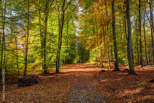 Path in forest at autumn. Wildlife during autumn in Poland,