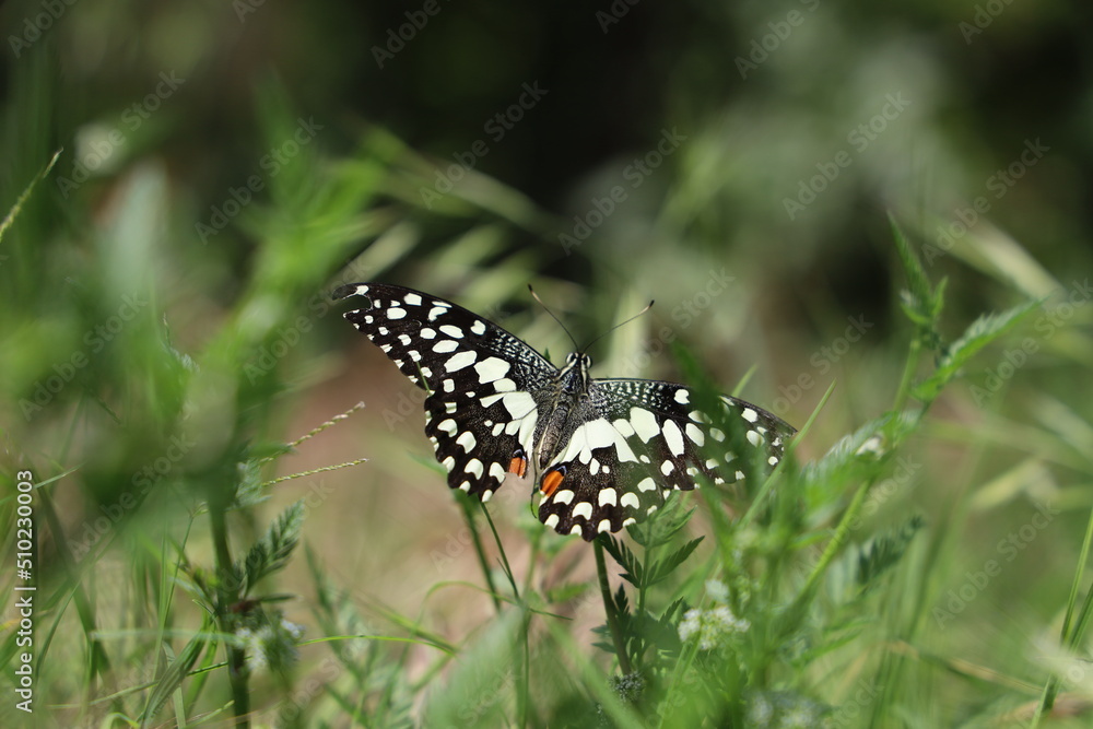 Butterfly between green branches Butterfly between green branches
