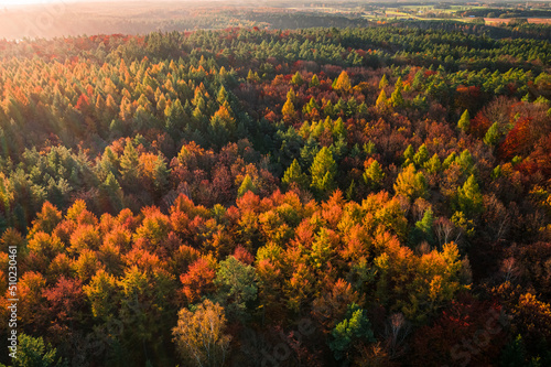 Fototapeta Naklejka Na Ścianę i Meble -  Aerial view of brown autumn forest at sunset, Poland