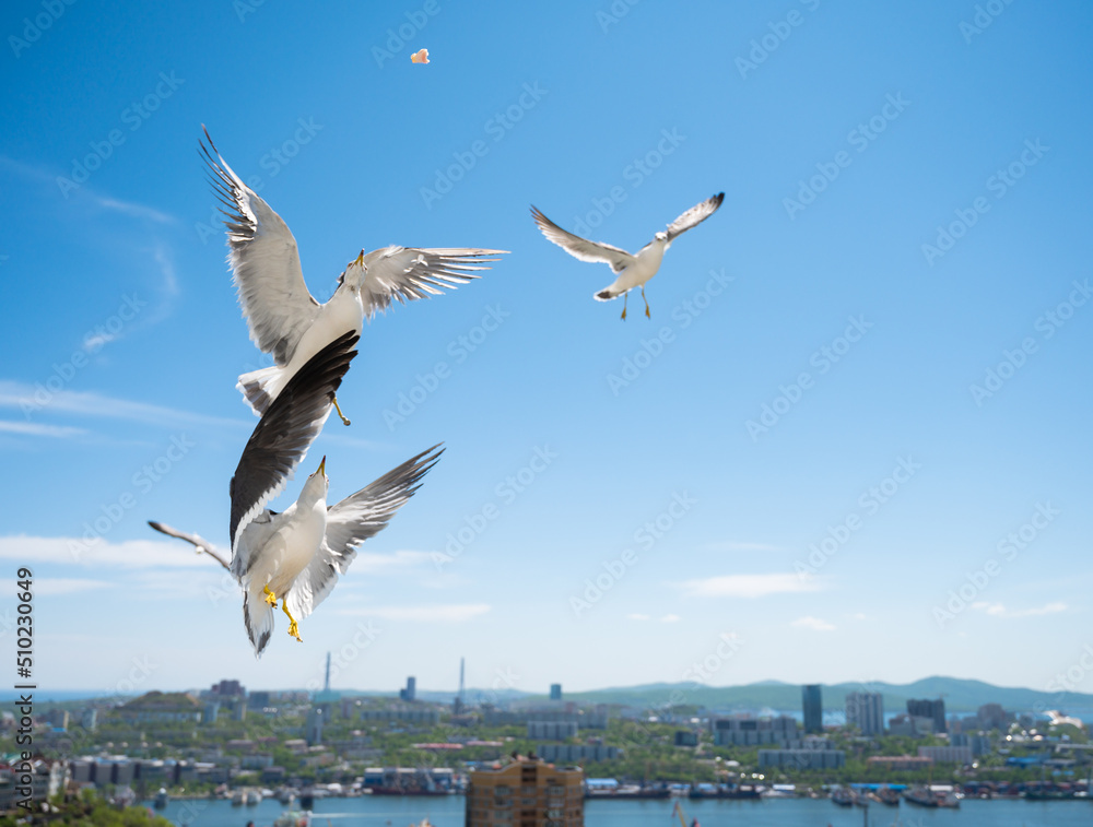 Seagulls catch pieces of food in flight. Seagulls catch pieces of food in flight.