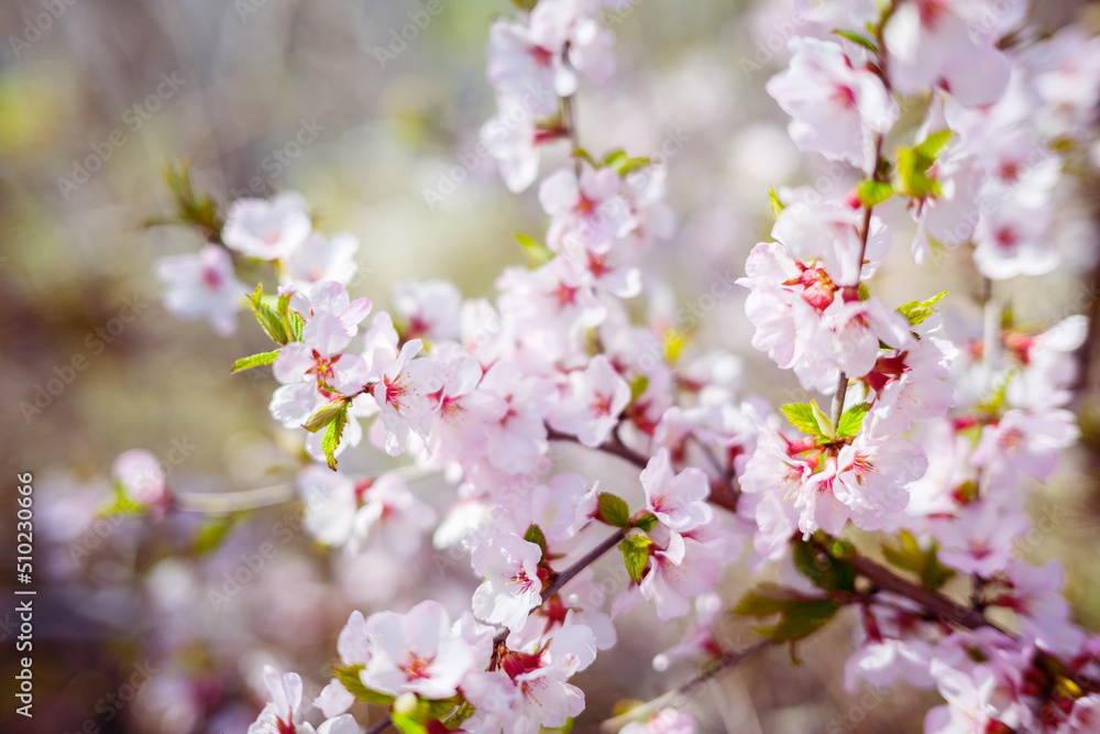 Cherry blossoms. Selective focus with shallow depth of field Cherry blossoms. Selective focus with shallow depth of field