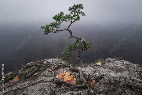 Fototapeta Naklejka Na Ścianę i Meble -  Sokolica peak in foggy Pieniny mountains. Autumn in Poland.