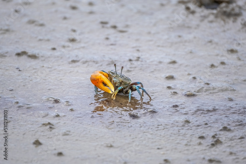 Canvas Print Colorful fiddler crab on a tropical beach in Thailand