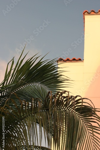palm trees and sky © Lina