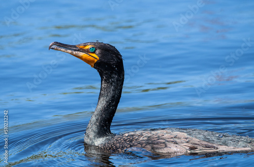 Double-crested cormorant swimming