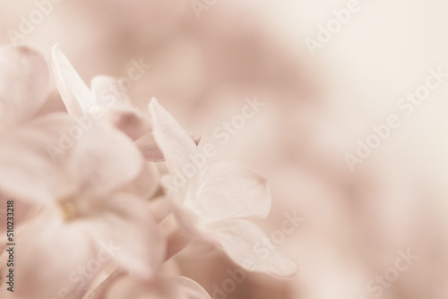 Pale pink beige neutral color little lilac flowers buds looking up on blur blur light background for wedding invitation or vintage romantic wallpaper macro