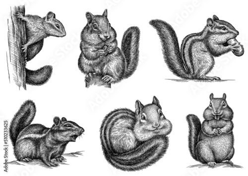 black and white engrave isolated chipmunk set illustration