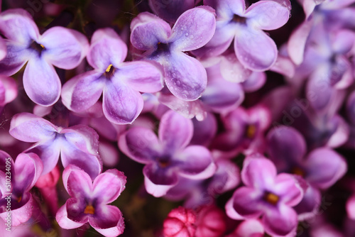 background pink flowers lilac  spring season romantic