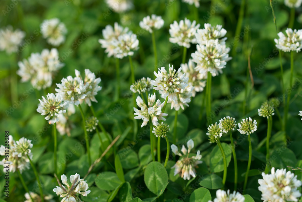 Trifolium repens, white clover flowers closeup selective focus Trifolium repens, white clover flowers closeup selective focus