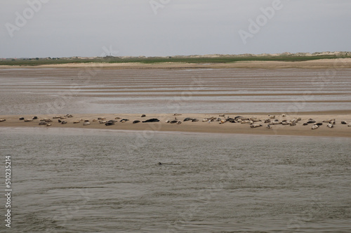 Seals Resting On A Sandbar Near Baltrum Island East Frisia Germany On An Overcast Spring Day