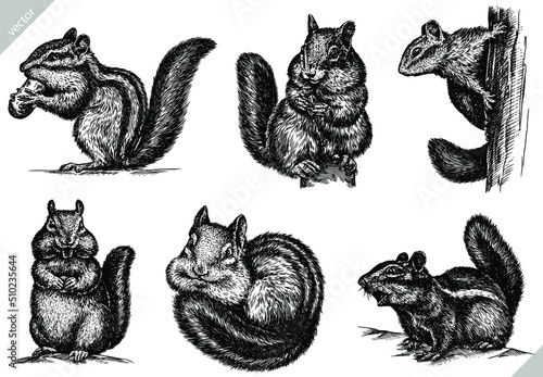 black and white engrave isolated chipmunk set illustration