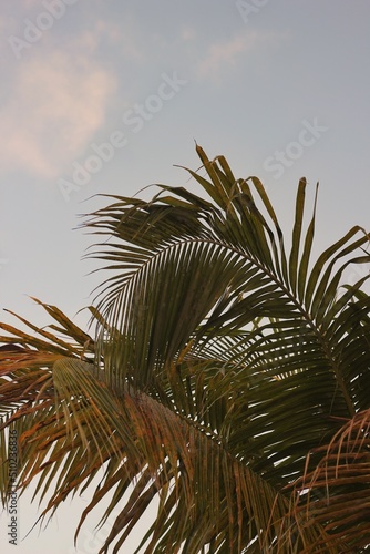 palm tree and sky © Lina