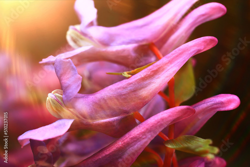 bud purple flower macro spring background