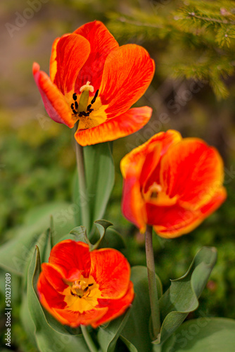 Beautiful red tulips in the garden.